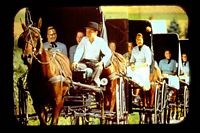 Horse and Buggy Rides